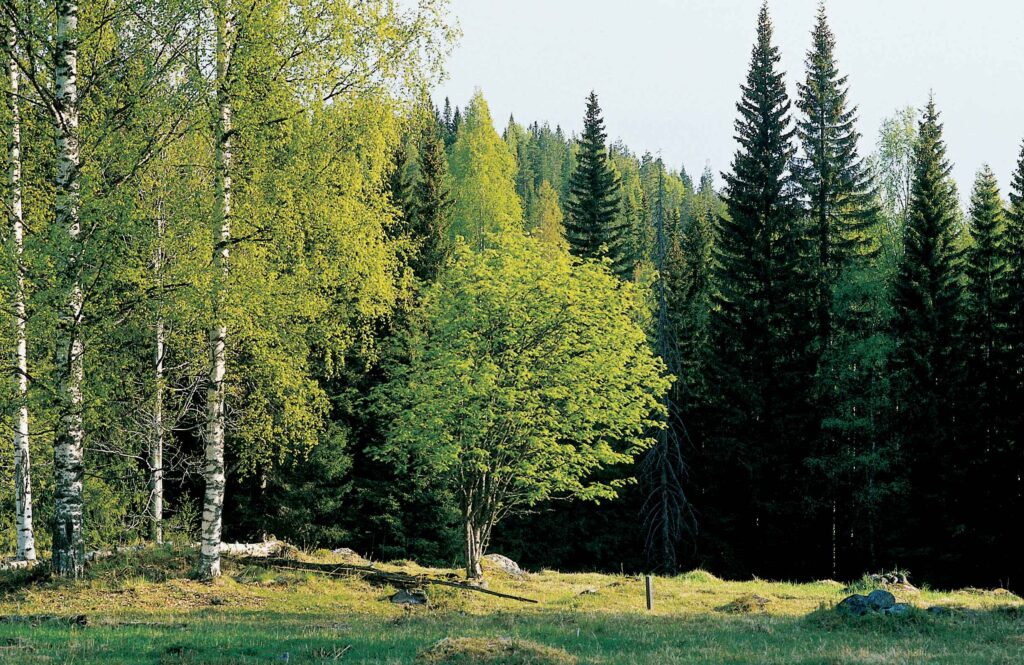 Suomen metsät - Puuinfo