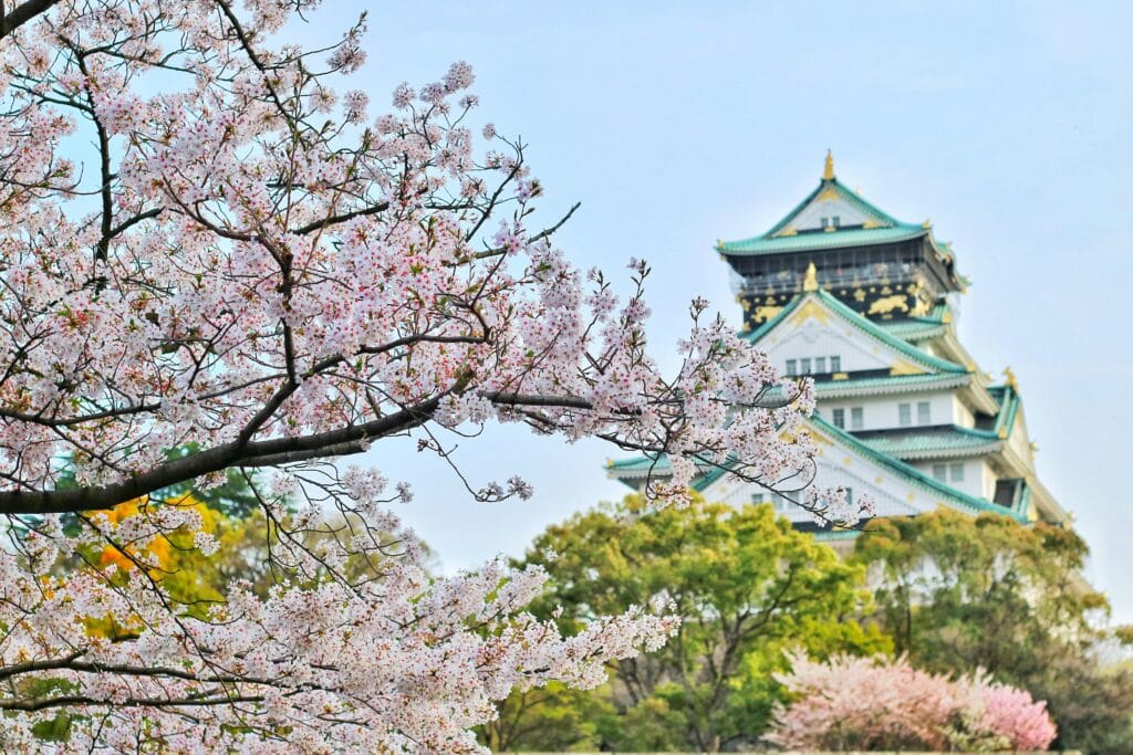 Close Up Photography of Cherry Blossom Tree. Osaka Castle on behind.